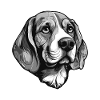 Beagle Dog Portrait Animal