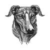 Greyhound Dog Portrait Animal