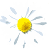 Goose Flower Flower