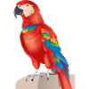 Macaw