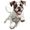 Boxer Jump