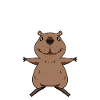 Capybara Wasserschwein Capybaras
