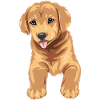 Chiot Golden Retriever mignon