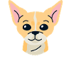 Ok wau con los amantes de los perros Chihuahua