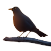 Blackbird