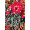 Large-feathered dahlia / bee plant