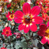 Large-feathered dahlia / bee plant