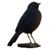 Amsel