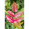 Mahonia / Autumn touch