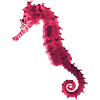 Hippocampe