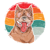 Pitbull rétro