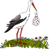 Stork