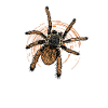 Sling Squad - Tarantula Owner