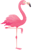 Fabulous Flamingo