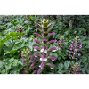 culasse d’ours Acanthus spinosus