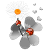Clover with ladybug