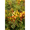 Paradiesvogel Erythrostemon gilliesii