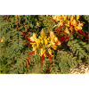 bird of paradise erythrostemon gilliesii