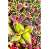Coleus Colour Play Leaves/ Nettle