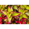 Coleus