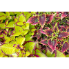 Coleus