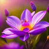 Lavender Lily