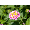 Lantana also Spanish flag Wandelröschen