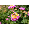 Lantana also Spanish flag Wandelröschen