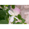 câpre aussi Flinders rose Capparis spinosa