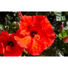 Hibiscus rosa-sinensis also Chinese hibiscus