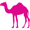 Pink camel