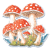 Toadstools, mushrooms