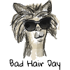 Bad hair day,alpaca, llama