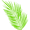 Wedel Palmwedel links lang