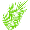Wedel Palmwedel rechts lang