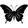 Butterfly. butterfly