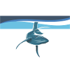 Humpback whale