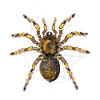 Spider Whisperer Tarantula Gift Spider