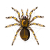Vogelspinnen Flüsterer Arachnide Geschenk Spinne