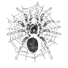 Tarantula Arachnid Tarantula Gift Spider