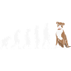 Evolution Boxer