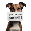 Dont Shop Adopt