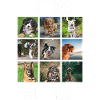 In Dogs We Trust