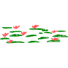 water lilies