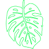 Monstera leaf