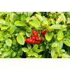 Mediterranean Firethorn / Pyracantha coccinea