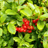 Mediterranean Firethorn / Pyracantha coccinea