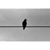 le pigeon