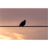 The pigeon