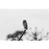 le hibou la chouette